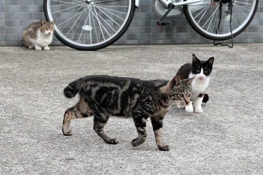 街のねこたち