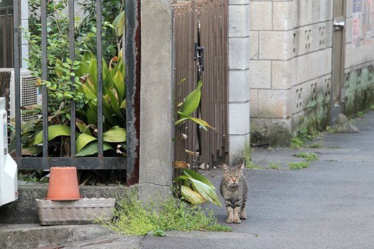 街のねこたち