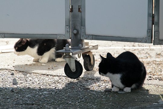 街のねこたち