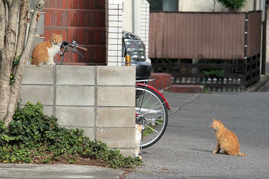 街のねこたち