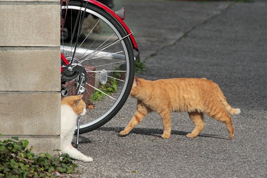 街のねこたち