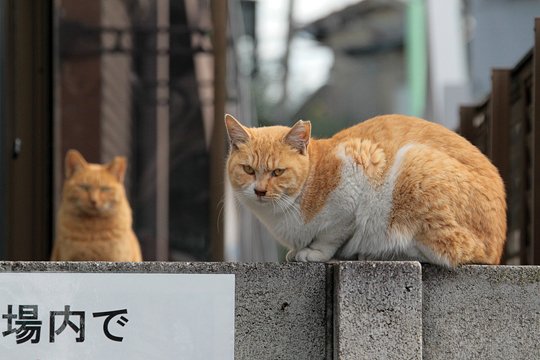 街のねこたち