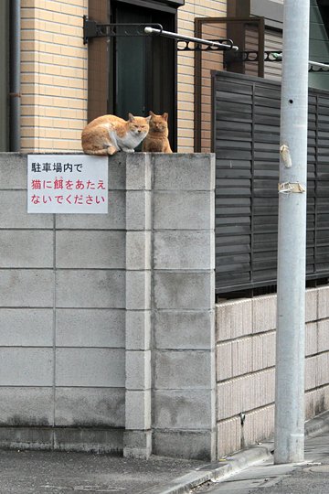 街のねこたち