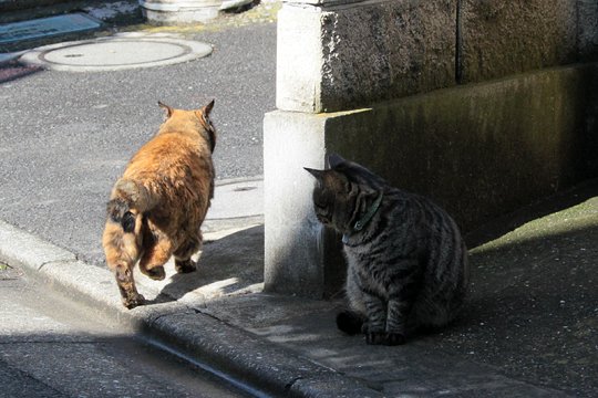 街のねこたち