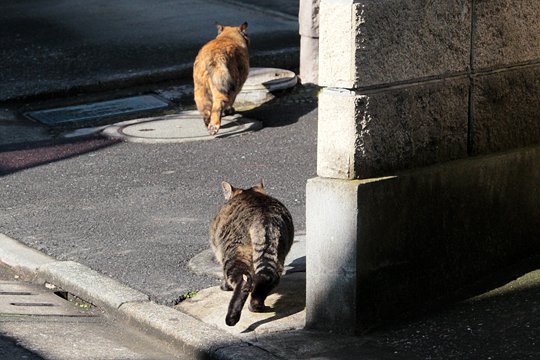 街のねこたち