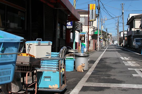 街のねこたち