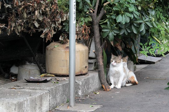 街のねこたち