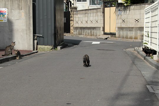 街のねこたち
