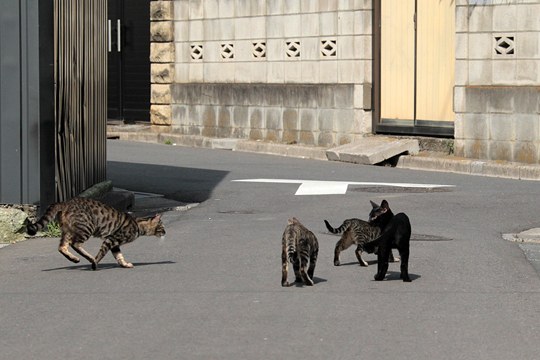 街のねこたち