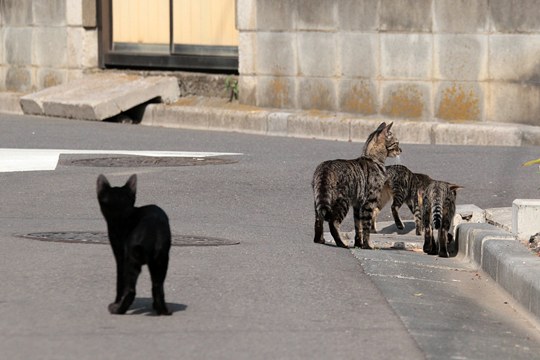 街のねこたち