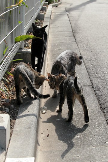 街のねこたち