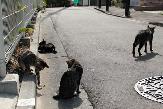 街のねこたち