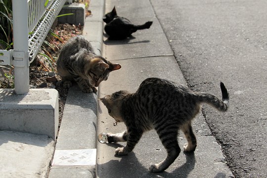 街のねこたち