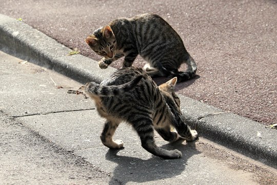 街のねこたち