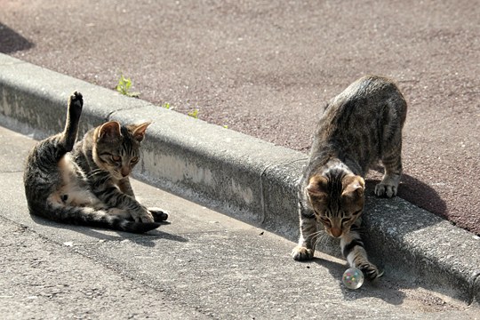 街のねこたち