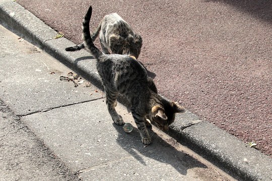 街のねこたち