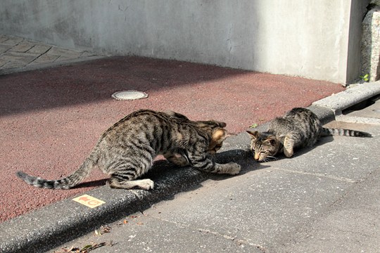 街のねこたち