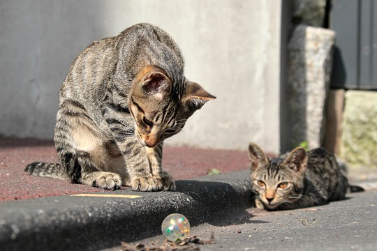 街のねこたち