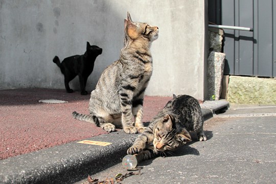 街のねこたち