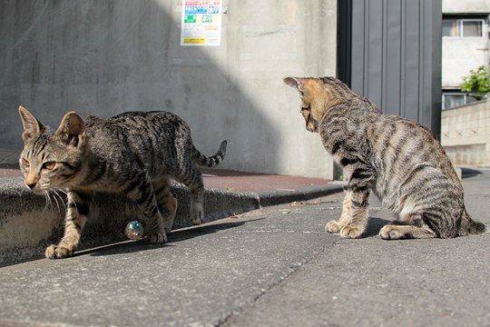 街のねこたち