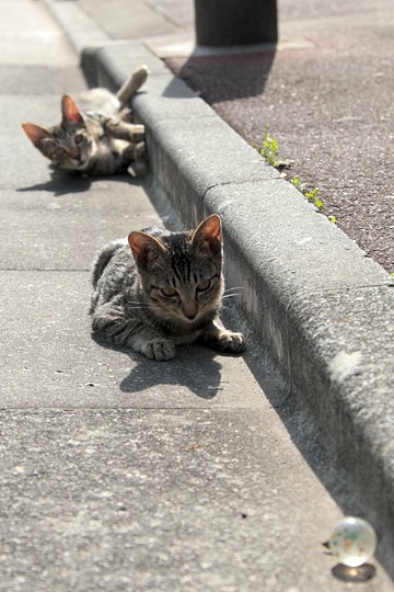 街のねこたち
