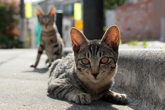 街のねこたち