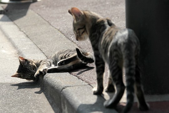 街のねこたち