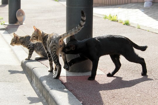 街のねこたち