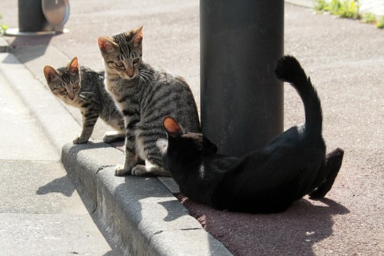 街のねこたち