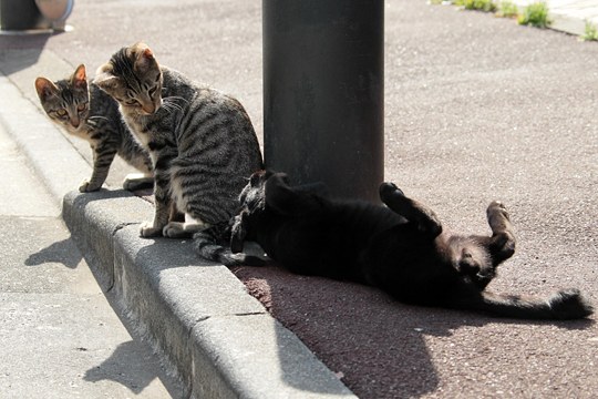 街のねこたち