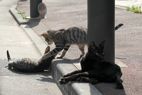 街のねこたち
