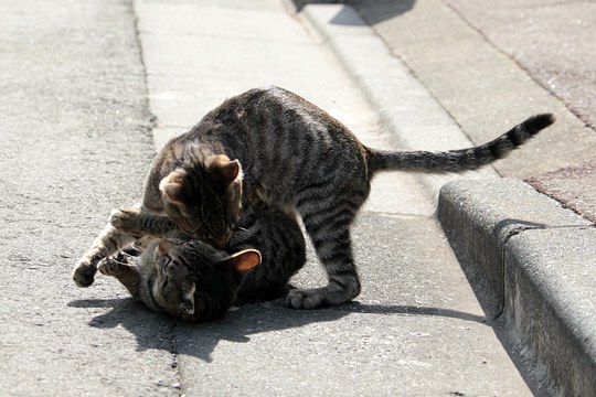 街のねこたち