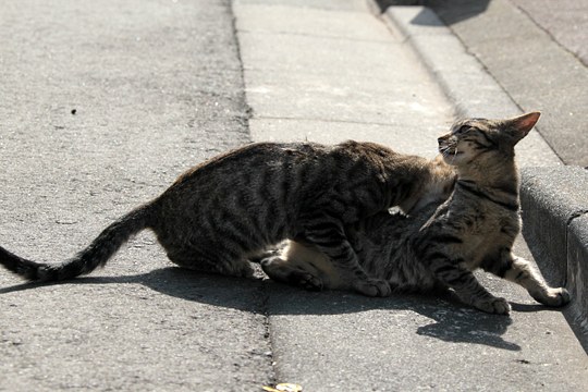 街のねこたち