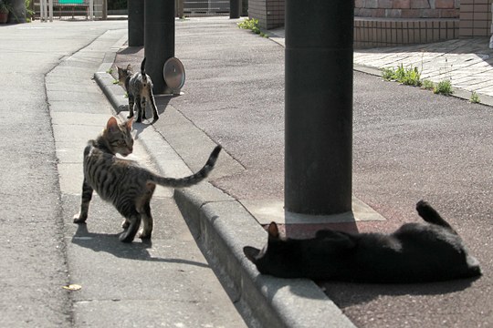 街のねこたち
