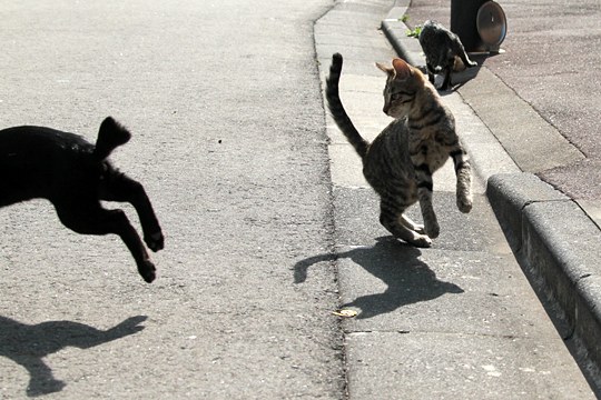 街のねこたち