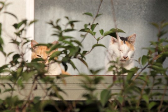 街のねこたち