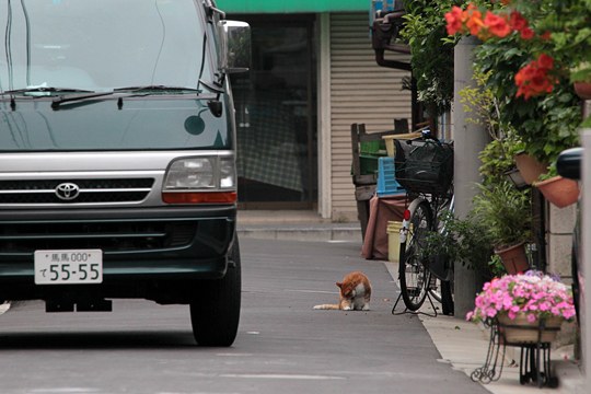 街のねこたち