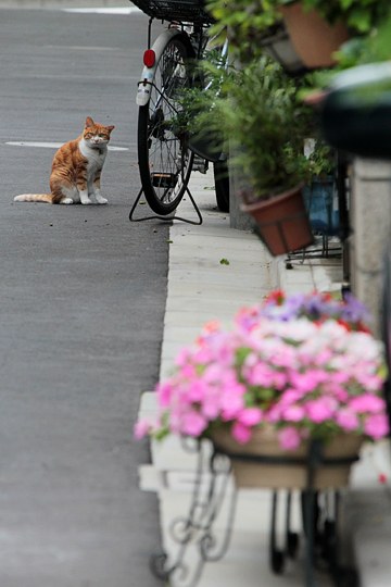 街のねこたち
