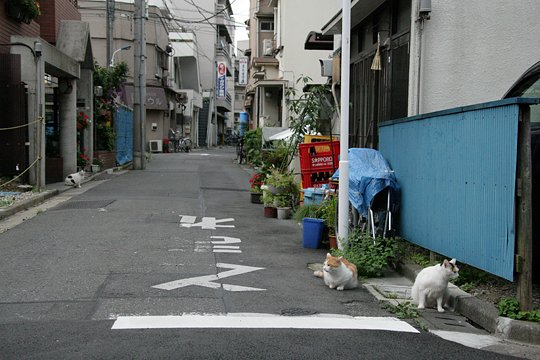 街のねこたち