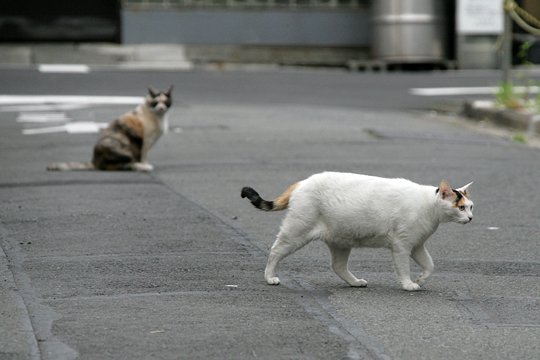 街のねこたち