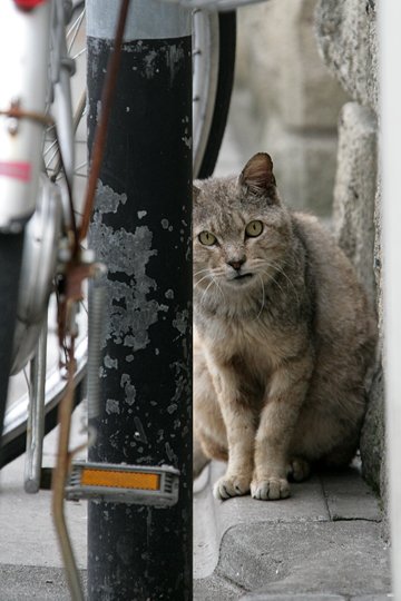 街のねこたち