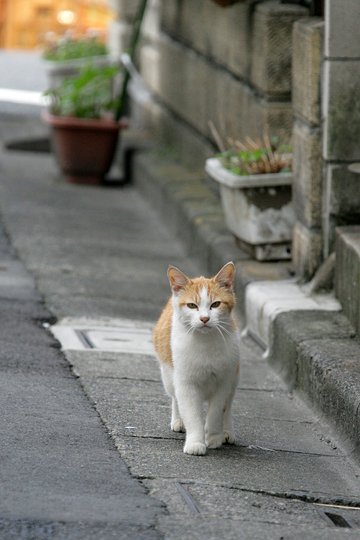 街のねこたち
