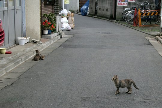街のねこたち