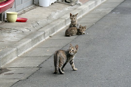 街のねこたち