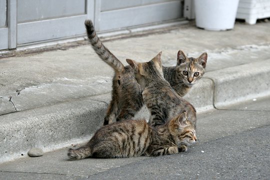 街のねこたち