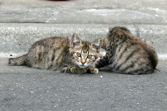 街のねこたち