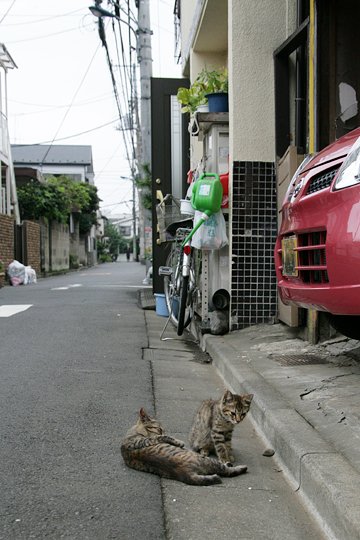 街のねこたち