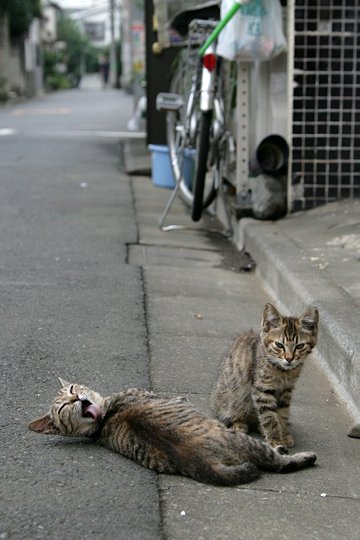 街のねこたち