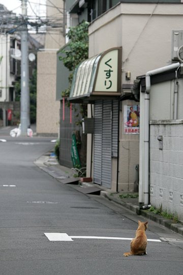 街のねこたち