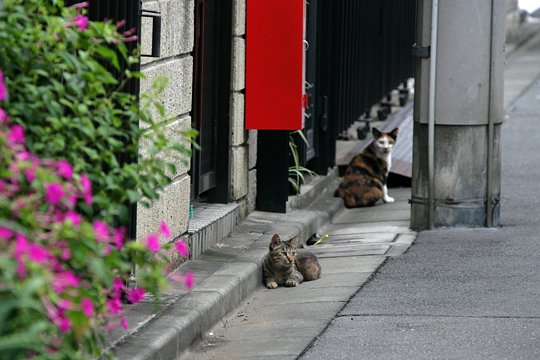 街のねこたち